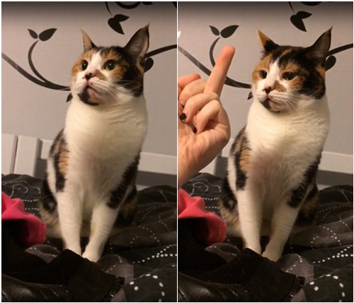 ]Yò؈䱻Qָŭҧˡ?f)D